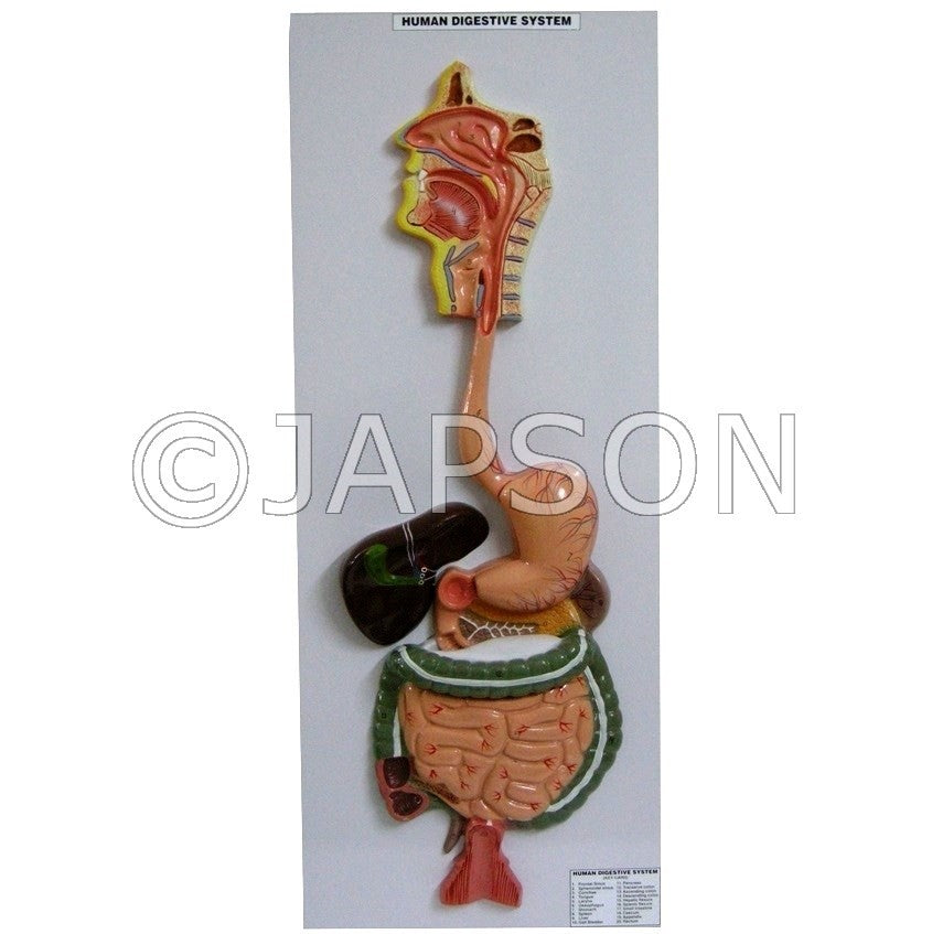 Human model - Digestive System, Superior Human model - Digestive System, Superior